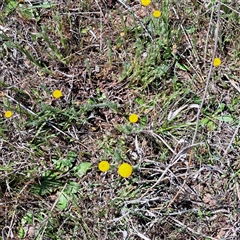 Leptorhynchos squamatus subsp. squamatus at Strathnairn, ACT - 11 Oct 2024 12:51 PM