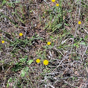 Leptorhynchos squamatus subsp. squamatus at Strathnairn, ACT - 11 Oct 2024