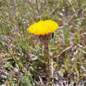 Dasytinae (subfamily) at Strathnairn, ACT - 11 Oct 2024