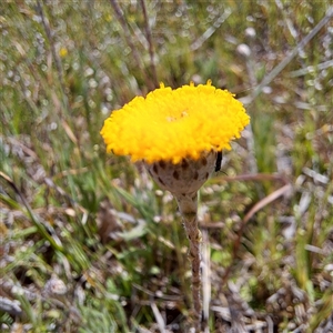 Dasytinae (subfamily) at Strathnairn, ACT - 11 Oct 2024