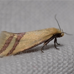 Coeranica isabella (A Concealer moth (Wingia group)) at Jerrabomberra, NSW - 11 Oct 2024 by DianneClarke