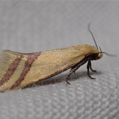 Coeranica isabella (A Concealer moth (Wingia group)) at Jerrabomberra, NSW - 11 Oct 2024 by DianneClarke