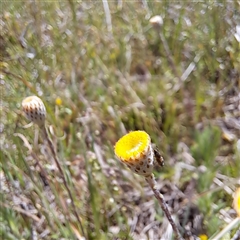 Austrotephritis sp. (genus) at Strathnairn, ACT - 11 Oct 2024