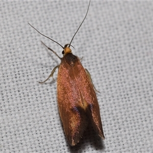 Delexocha ochrocausta at Jerrabomberra, NSW - 11 Oct 2024