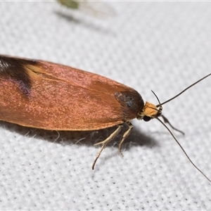 Delexocha ochrocausta at Jerrabomberra, NSW - suppressed