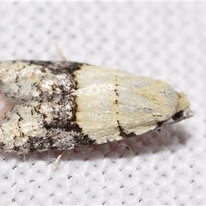 Tracholena sulfurosa at Jerrabomberra, NSW - 11 Oct 2024