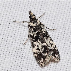 Scoparia exhibitalis at Jerrabomberra, NSW - suppressed