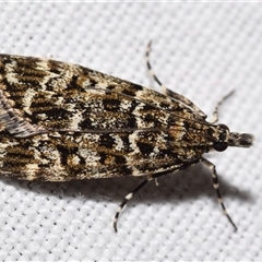 Eudonia epicryma (A Crambid moth (Spilomelinae)) at Jerrabomberra, NSW - 11 Oct 2024 by DianneClarke