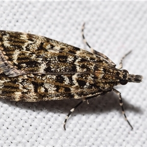 Eudonia epicryma at Jerrabomberra, NSW - suppressed