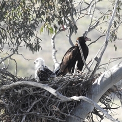 Aquila audax (Wedge-tailed Eagle) at Kambah, ACT - 11 Oct 2024 by HelenCross