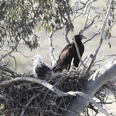 Aquila audax (Wedge-tailed Eagle) at Kambah, ACT - 10 Oct 2024 by HelenCross