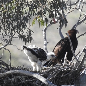 Aquila audax at Kambah, ACT - suppressed