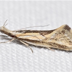 Thema macroscia (A concealer moth) at Jerrabomberra, NSW - 11 Oct 2024 by DianneClarke