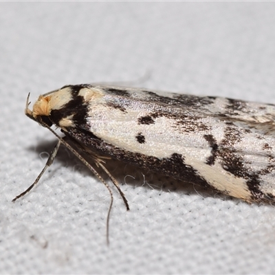 Philobota lysizona (A concealer moth) at Jerrabomberra, NSW - 11 Oct 2024 by DianneClarke