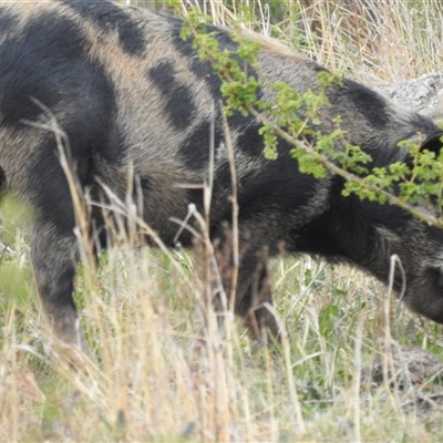Sus scrofa (Feral Pig) at Kambah, ACT - 11 Oct 2024 by HelenCross