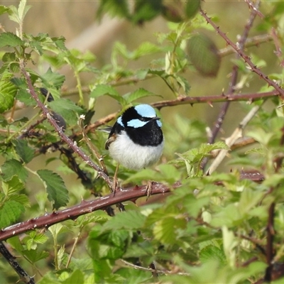 Malurus cyaneus (Superb Fairywren) at Kambah, ACT - 11 Oct 2024 by HelenCross