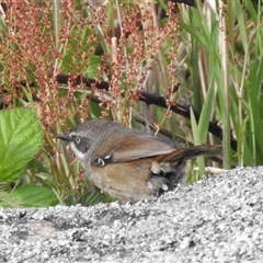 Sericornis frontalis (White-browed Scrubwren) at Kambah, ACT - 11 Oct 2024 by HelenCross