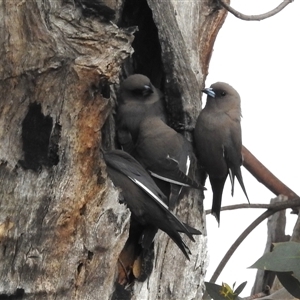 Artamus cyanopterus at Kambah, ACT - 11 Oct 2024