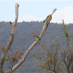 Platycercus eximius (Eastern Rosella) at Kambah, ACT - 11 Oct 2024 by HelenCross