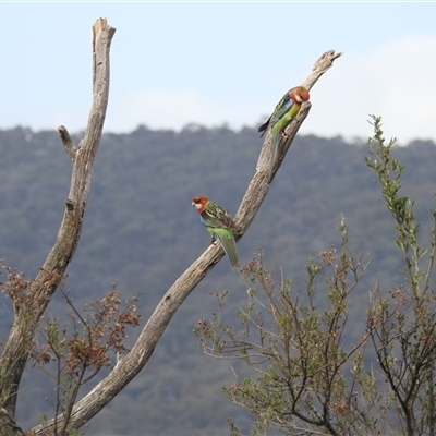 Platycercus eximius (Eastern Rosella) at Kambah, ACT - 11 Oct 2024 by HelenCross
