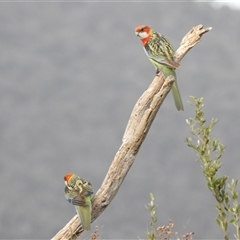 Platycercus eximius at Kambah, ACT - 11 Oct 2024