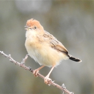 Cisticola exilis at Kambah, ACT - 11 Oct 2024