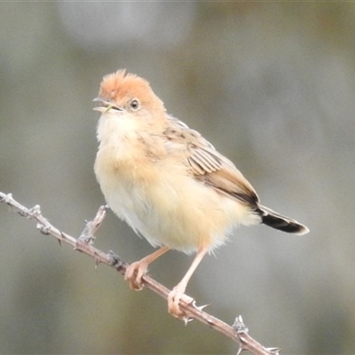 Cisticola exilis (Golden-headed Cisticola) at Kambah, ACT - 11 Oct 2024 by HelenCross