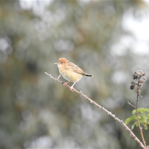 Cisticola exilis at Kambah, ACT - 11 Oct 2024