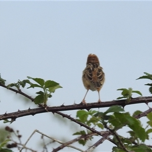 Cisticola exilis at Kambah, ACT - 11 Oct 2024