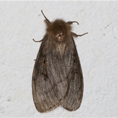 Leptocneria reducta (White cedar moth) at Melba, ACT - 7 Oct 2024 by kasiaaus