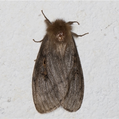 Leptocneria reducta (White Cedar Moth) at Melba, ACT - 7 Oct 2024 by kasiaaus