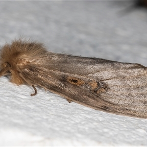 Leptocneria reducta at Melba, ACT - 7 Oct 2024