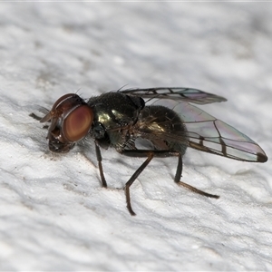 Rivellia sp. (genus) at Melba, ACT - 7 Oct 2024