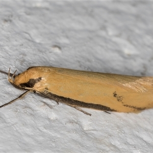 Philobota protecta at Melba, ACT - 7 Oct 2024 11:30 PM