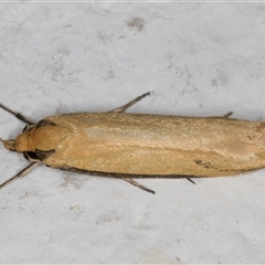 Philobota protecta at Melba, ACT - 7 Oct 2024 11:30 PM