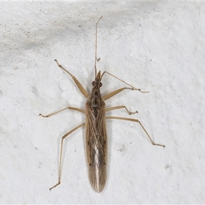 Nabis sp. (genus) at Melba, ACT - 7 Oct 2024 11:30 PM