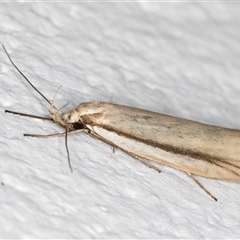 Philobota pilipes (A concealer moth) at Melba, ACT - 7 Oct 2024 by kasiaaus