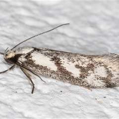 Eusemocosma pruinosa (Philobota Group Concealer Moth) at Melba, ACT - 7 Oct 2024 by kasiaaus