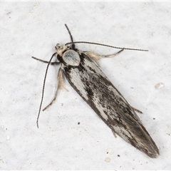 Eusemocosma pruinosa at Melba, ACT - 7 Oct 2024