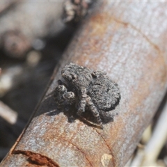 Maratus vespertilio (Bat-like peacock spider) at Williamsdale, NSW - 9 Oct 2024 by Harrisi