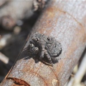 Maratus vespertilio at Williamsdale, NSW - 9 Oct 2024