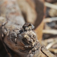 Maratus vespertilio at Williamsdale, NSW - 9 Oct 2024