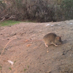 Rattus or Mastacomys sp. (genus) at Northam, WA by Ladybird