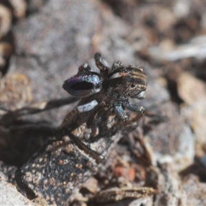 Maratus chrysomelas at Williamsdale, NSW - suppressed