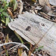 Maratus chrysomelas at Williamsdale, NSW - suppressed