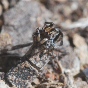 Maratus chrysomelas at Williamsdale, NSW - suppressed