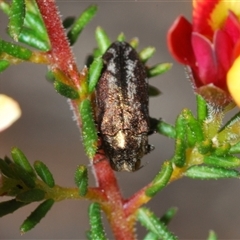 Ethonion leai (Root-galling jewel beetle) at Burra, NSW - 9 Oct 2024 by Harrisi