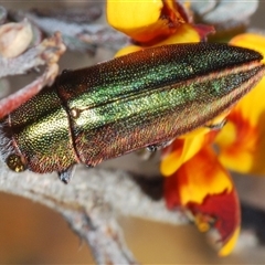 Melobasis propinqua (Propinqua jewel beetle) at Burra, NSW - 9 Oct 2024 by Harrisi