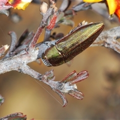 Melobasis propinqua at Burra, NSW - 9 Oct 2024