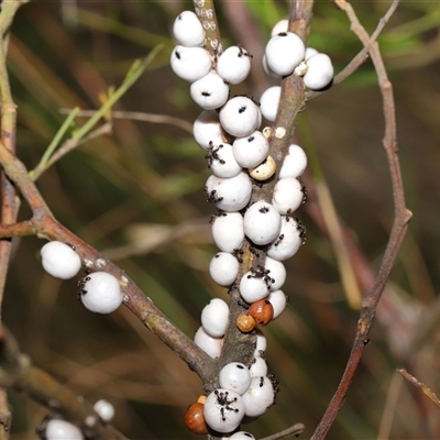 Cryptes baccatus (Wattle Tick Scale) at Hackett, ACT - 5 Oct 2024 by TimL